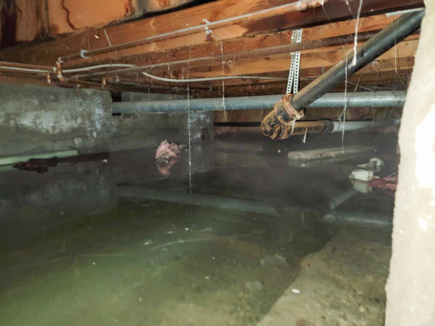 Best Flood damage cleanup  in Valley View, PA